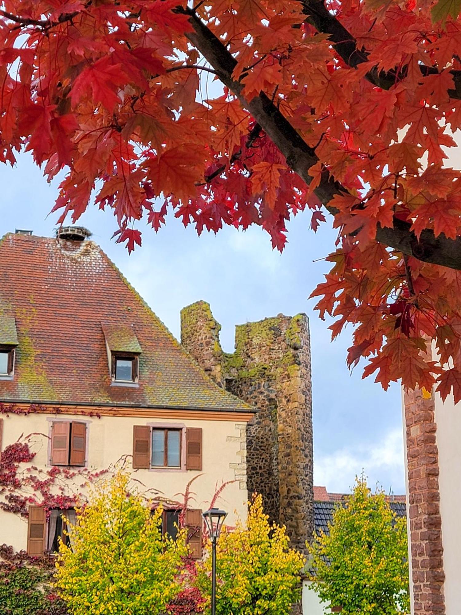"La Vigne Dort" Cocon Romantique Herrlisheim-près-Colmar Esterno foto